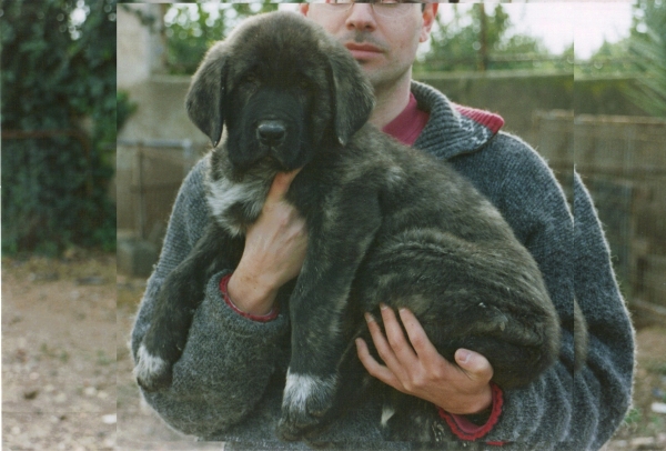 Negra de Alzavaran
Keywords: alzavaran puppyspain puppy cachorro