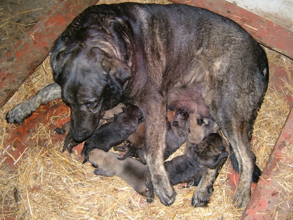 Nerea y cachorros
Keywords: puppyspain puppy cachorro lentiscal