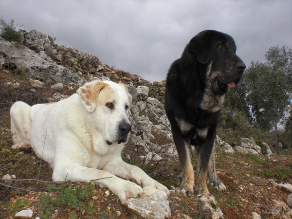 Nero y Tom de Anaise año nuevo 2011
Keywords: anaise