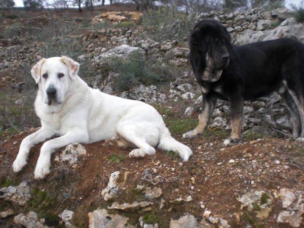 Nero y Tom de Anaise año nuevo 2011
Keywords: anaise