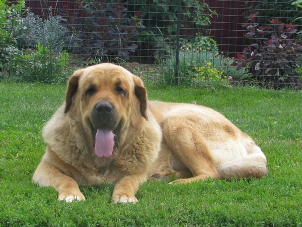 Neron de Filandon 3 years
(Dumbo de Reciecho x Troya de Buxionte)
Born: 16.07.2006 
Keywords: cortedemadrid Madridsky Dvor