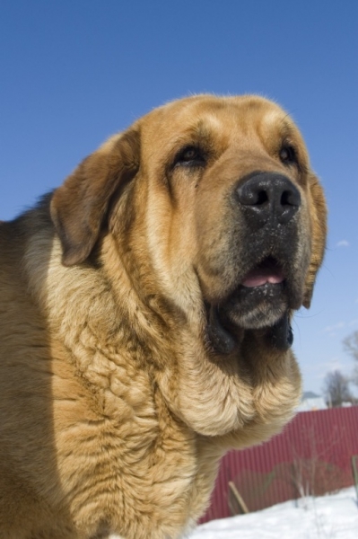 Neron de Filandon 2.5 years
(Dumbo de Reciecho x Troya de Buxionte)
Born: 16.07.2006 
Keywords: cortedemadrid Madridsky Dvor head portrait cabeza