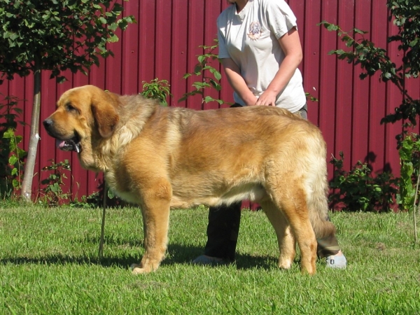 Neron de Filandon 3 years
(Dumbo de Reciecho x Troya de Buxionte)
Born: 16.07.2006 
Keywords: cortedemadrid