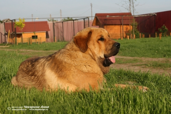 Neron de Filandon 
(Dumbo de Reciecho x Troya de Buxionte)
Born: 16.07.2006 
Keywords: cortedemadrid