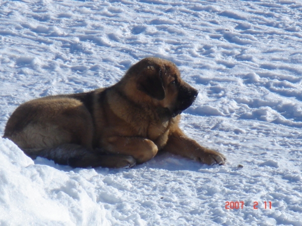 Neron de Filandon
Keywords: cortedemadrid snow nieve