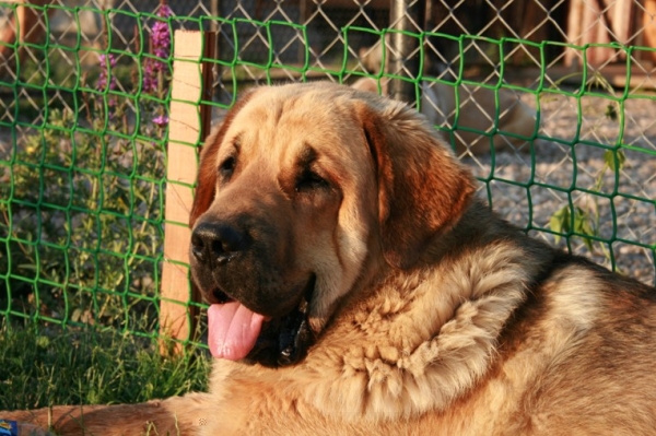 Neron de Filandon near 11 months
(Dumbo de Reciecho x Troya de Buxionte)
Born: 16.07.2006 
Keywords: cortedemadrid