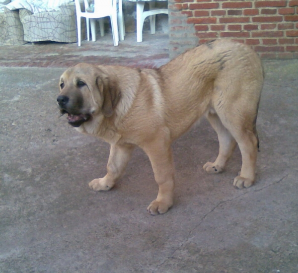 Nom
Nieto de Cooper y de Ron de Babia
Keywords: molino