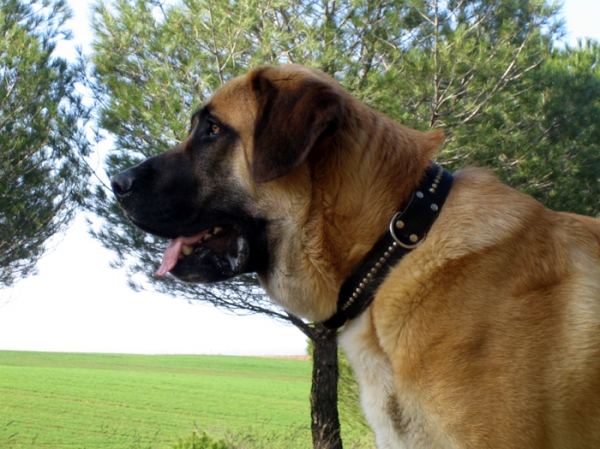 Norton - 11 months old
Keywords: Ernesto