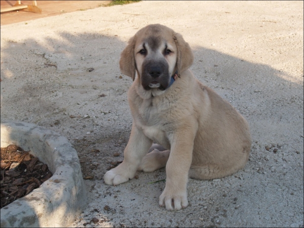 ODIN DE FUENTEMIMBRE 
MOROCO DE FUENTEMIMBRE x PERLA DE FUENTEMIMBRE
Keywords: puppyspain vulpeja pastrana