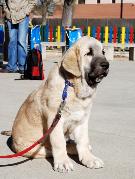 ODIN DE FUENTEMIMBRE
MOROCO DE FUENTEMIMBRE x PERLA DE FUENTEMIMBRE
Keywords: puppyspain vulpeja pastrana