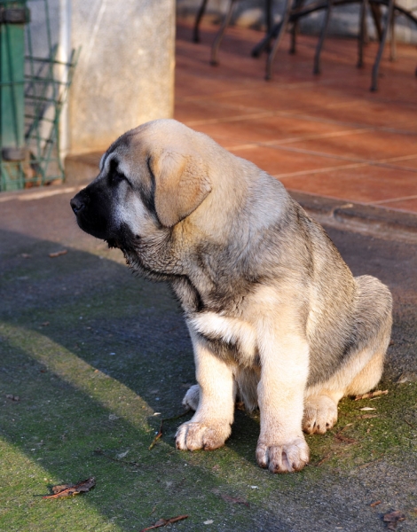 Orestes de Ablanera
Carbonero de Fuente Mimbre X Morena de Ablanera
Born: 25.10.2010
 
 

Keywords: angel puppyspain