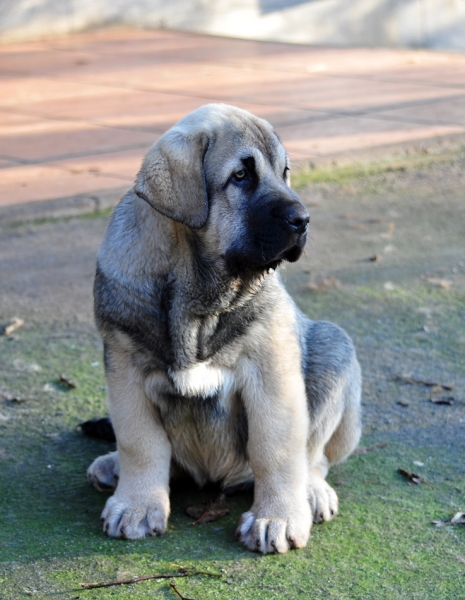 Orestes de Ablanera
Carbonero de Fuente Mimbre X Morena de Ablanera
Born: 25.10.2010
 
 

Keywords: angel puppyspain