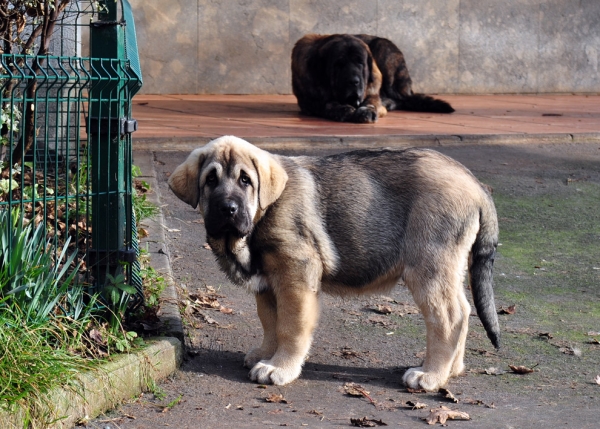 Orestes de Ablanera
Carbonero de Fuente Mimbre X Morena de Ablanera
Born: 25.10.2010
 
 

Keywords: angel puppyspain