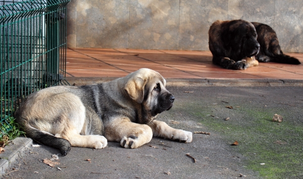 Orestes de Ablanera
Carbonero de Fuente Mimbre X Morena de Ablanera
Born: 25.10.2010
 
 

Keywords: angel puppyspain