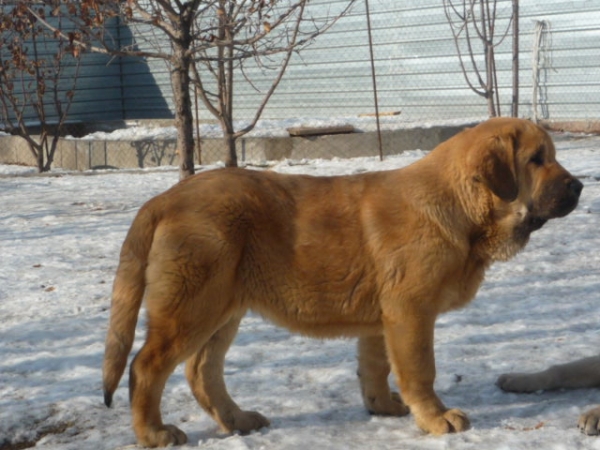 Barco s Madridskogo Dvora 5 months (Neron de Filandon x Hessi Mastibe)
(Neron de Filandon x Hessi Mastibe)

Keywords: puppyrussia puppy cachorro kazakhstan