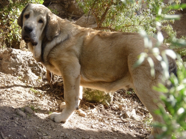 Espartano de Altos de Valdearazo
Cachorro con 5 meses.
Keywords: ALTOS DE VALDEARAZO