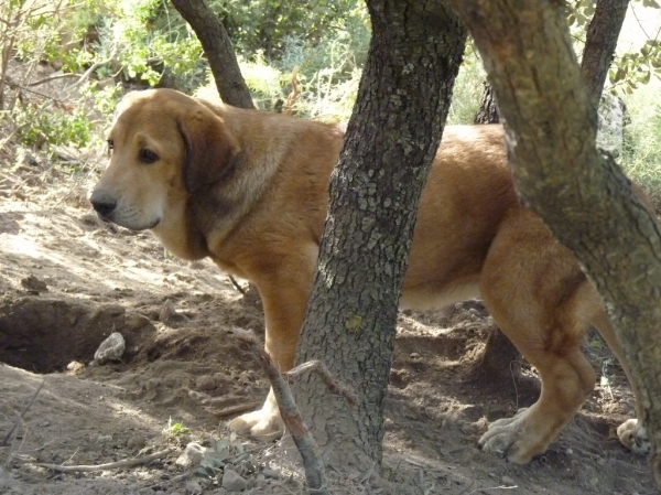 Arcadio de Altos de Valdearazo
Cachorrro con cuatro meses y medio
Keywords: ALTOS DE VALDEARAZO