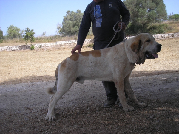 Cabezon Cueño Porma 
10 meses
