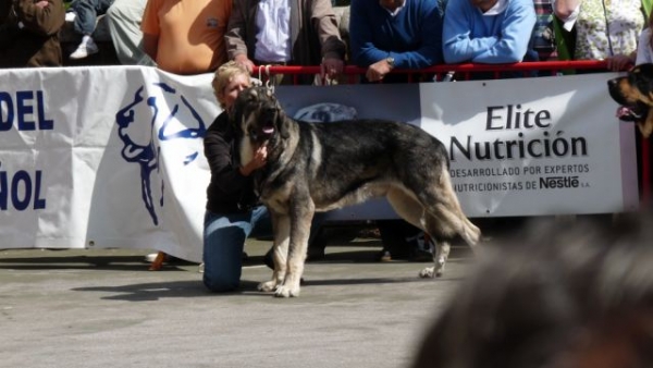 ONEGA DE CAMPOLLANO
COMPETIENDO EN VILLABLINO LEON. COMPETING IN VILLABLINO LEON
Keywords: mastalaya / Onega de Campollano