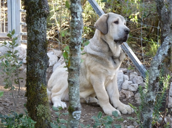 Espartano de Altos de Valdearazo
Cachorro de cuatro meses y medio.
Keywords: ALTOS DE VALDEARAZO