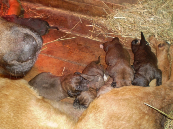 Puppies nacidos en España
