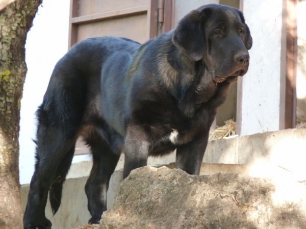 Brea de Altos de Valdearazo
Cachorra con cuatro meses y medio.
Keywords: ALTOS DE VALDEARAZO