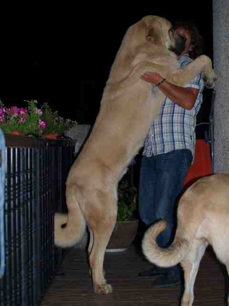 Teo con su dueño
Teo un gran ejemplar de gran tamaño y poderoso hueso con 2,5 años en la foto.
Keywords: DO CHAN DO CEREIXO