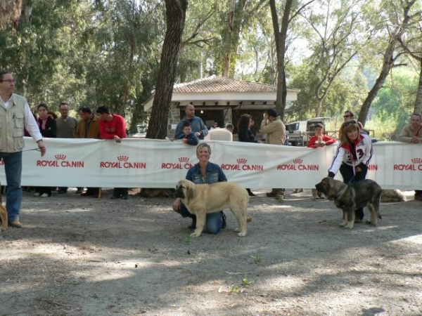 NUBE (NOMBRE DE PEDIGREE-LINDA) PADRES: CAIN DE CAMPOLLANO X JOYA TORNADO ERBEN.
NUBE COMPETIENDO SACO LA NOTA MUY BUENA EN MUY CACHORROS, A LA DERECHA ES MI AMIGA ISABEL DE ALICANTE CON MUGA DE LA ZURITA QUE TAMBIEN SACO LA NOTA MUY BUENA. 
Keywords: mastalaya