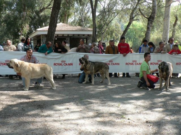 ONEGA DE CAMPOLLANO (MILO) 4 EXCELENTE EN MACHOS JOVENES VELEZ BENAUDALLA 
ONEGA DE CAMPOLLANO >(NUESTRO MILO) COMPETIENDO. 
Keywords: mastalaya