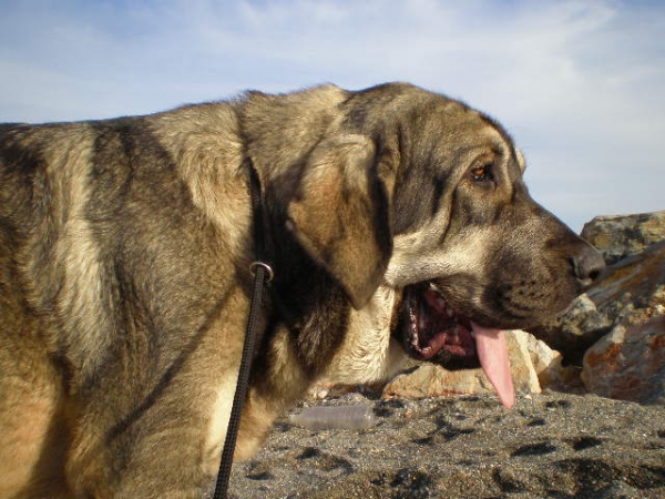 Onega de Campollano (Milo)
Milo en la playa 
Keywords: mastalaya portrait head cabeza