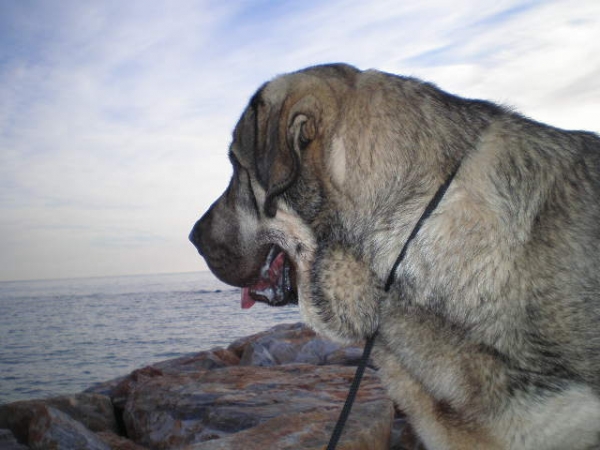 Onega de Campollano (Milo)
Milo mirando el mar.
Milo looking out at the sea. 
Keywords: mastalaya