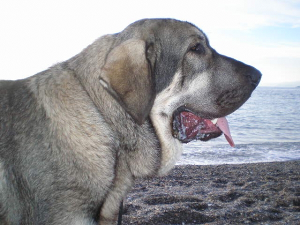 Onega de Campollano (Milo)
Milo en la playa
Keywords: mastalaya portrait head cabeza