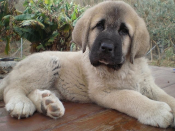 NUBE (NOMBRE DE PEDIGREE-LINDA) PADRES: CAIN DE CAMPOLLANO X JOYA TORNADO ERBEN.
NUBE CUANDO TENIA DOS MESES, !!PRECIOSA!! NUBE WHEN SHE WAS 2 MONTHS OLD, PRECIOUS!!
Keywords: mastalaya