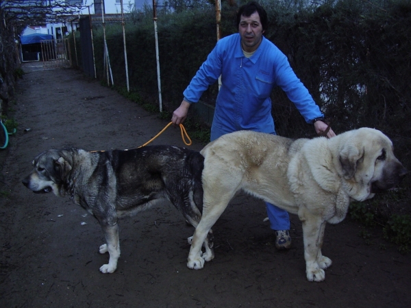 Tarquin y Kimba 12-febrero-2009
Pollero x Braña de Galisancho
Born: 05.12.2005

Keywords: alneyo