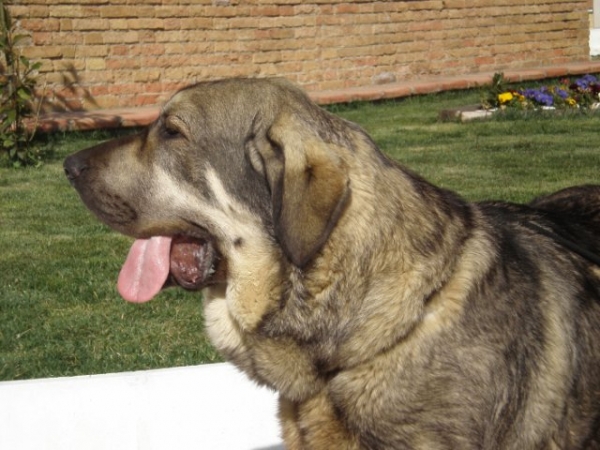 ONEGA DE CAMPOLLANO EN GRANADA ARMILLA FEB 14 2009
EL DIA DE LA COMPETICION CANINA GRANADA FEB 14, ONEGA DE CAMPOLLANO QUEDO PRIMERO EXCELLENTE EN MACHOS JOVENES EN LA NACIONAL.
EL DIA 15 DE FEBRERO QUEDO PRIMERO EXCELLENTE EN MACHOS JOVENES EN LA INTERNACIONAL
Keywords: mastalaya