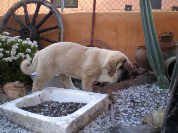 NUBE (NOMBRE DE PEDIGREE-LINDA) PADRES: CAIN DE CAMPOLLANO X JOYA TORNADO ERBEN.
NUEE EN EL JARDIN CON DOS MESES Y MEDIO.
Keywords: mastalaya