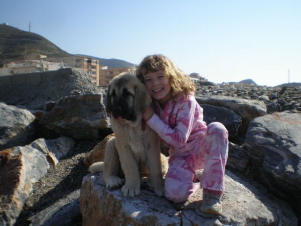 NUBE (NOMBRE DE PEDIGREE-LINDA) PADRES.. CAIN DE CAMPOLLANO X JOYA TORNADO ERBEN.
NUBE AND NATALIE AT THE BEACH , NUBE Y NATALIE EN LA PLAYA
Keywords: mastalaya