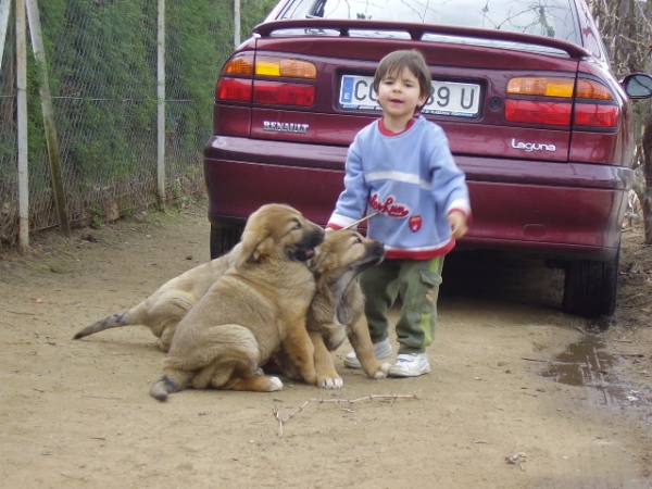 Alberto y cachorras de Tomasa y Ares
Keywords: alneyo