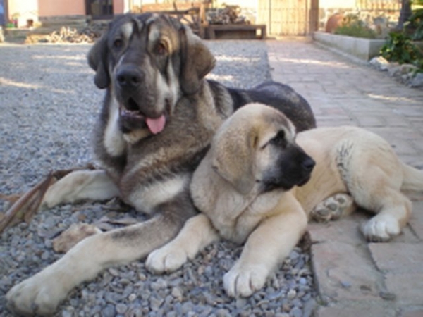 ONEGA DE CAMPOLLANO Y LINDA (SIN AFIJO) (NUESTRO MILO Y NUBE.)
MILO Y NUBE NUESTRO MASTINES EN EL JARDIN. 
Keywords: mastalaya