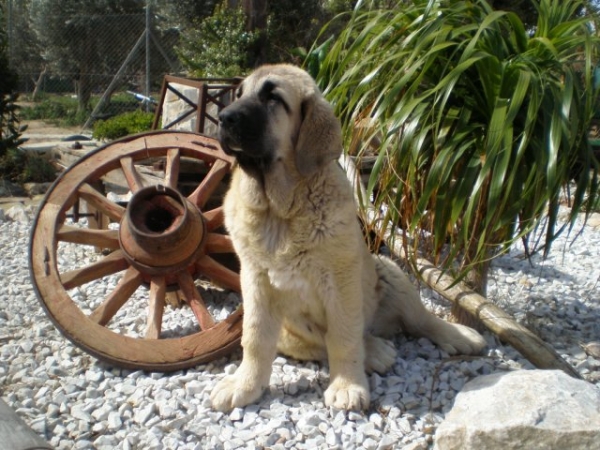 NUBE (NOMBRE DE PEDIGREE-LINDA) PADRES: CAIN DE CAMPOLLANO X JOYA TORNADO ERBEN.
NUBE EN EL JARDIN CON CASI 4 MESES, NUBE IN THE GARDEN ALMOST 4 MONTHS OLD. 
Keywords: mastalaya