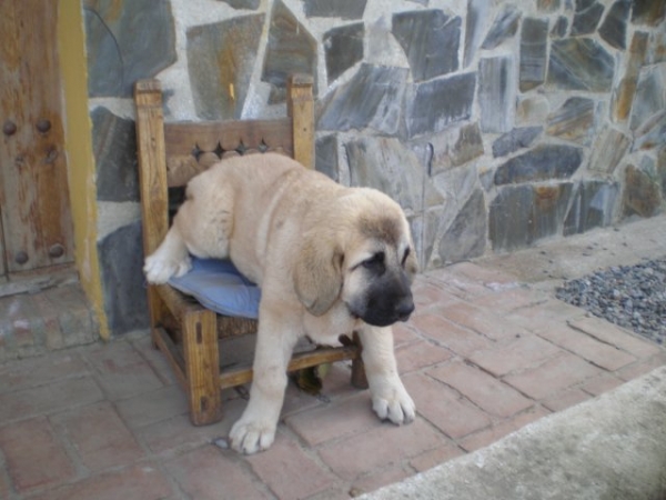 NUBE (NOMBRE DE PEDIGREE-LINDA) PADRES.. CAIN DE CAMPOLLANO X JOYA TORNADO ERBEN.
NUBE ENCIMA LA SILLA ANTIGUA QUE UTILIZABA LOS MUJERES PARA COSER DELANTE LA CHIMENEA,  NUBE ON THE CHAIR, THIS CHAIR IS AN ANTIQUE CHAIR WHICH THE SPANISH LADYS WOULD SIT BY THE CHIMNEY SEWING ON. 
Keywords: mastalaya