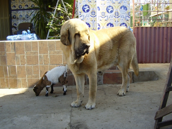 León, Mastin de Alneyo con su amiga.
Keywords: pet alnayo