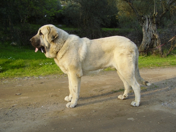 Tarquin de Galisancho
Pollero x Braña de Galisancho
Born: 05.12.2005

Keywords: alneyo