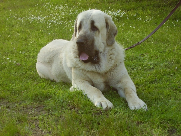 Tarquin de Galisancho primavera
Pollero x Braña de Galisancho
Born: 05.12.2005

Keywords: alneyo