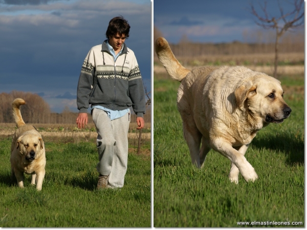 De paseo con Neska, Zar y Lau
Keywords: mastines