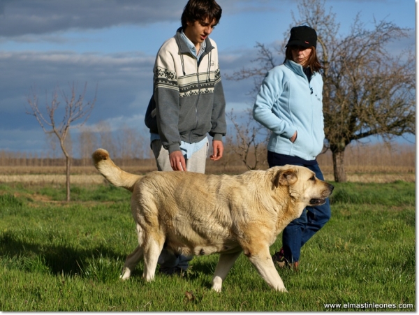 De paseo con Neska
Keywords: mastines