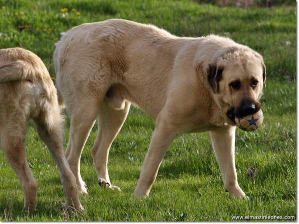 Zar & Lau playing with the ball
Keywords: mastines