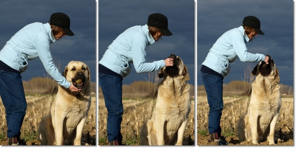 De paseo con Neska, Zar y Lau
Keywords: mastines