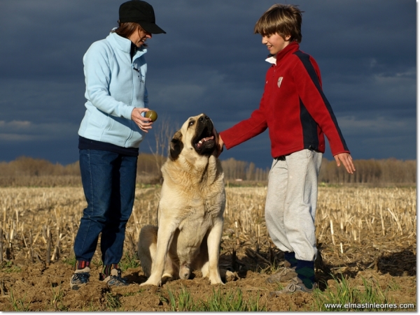 De paseo con Neska, Zar y Lau
Keywords: mastines