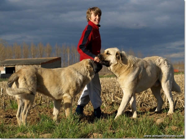 De paseo con Neska, Zar y Lau
Keywords: mastines